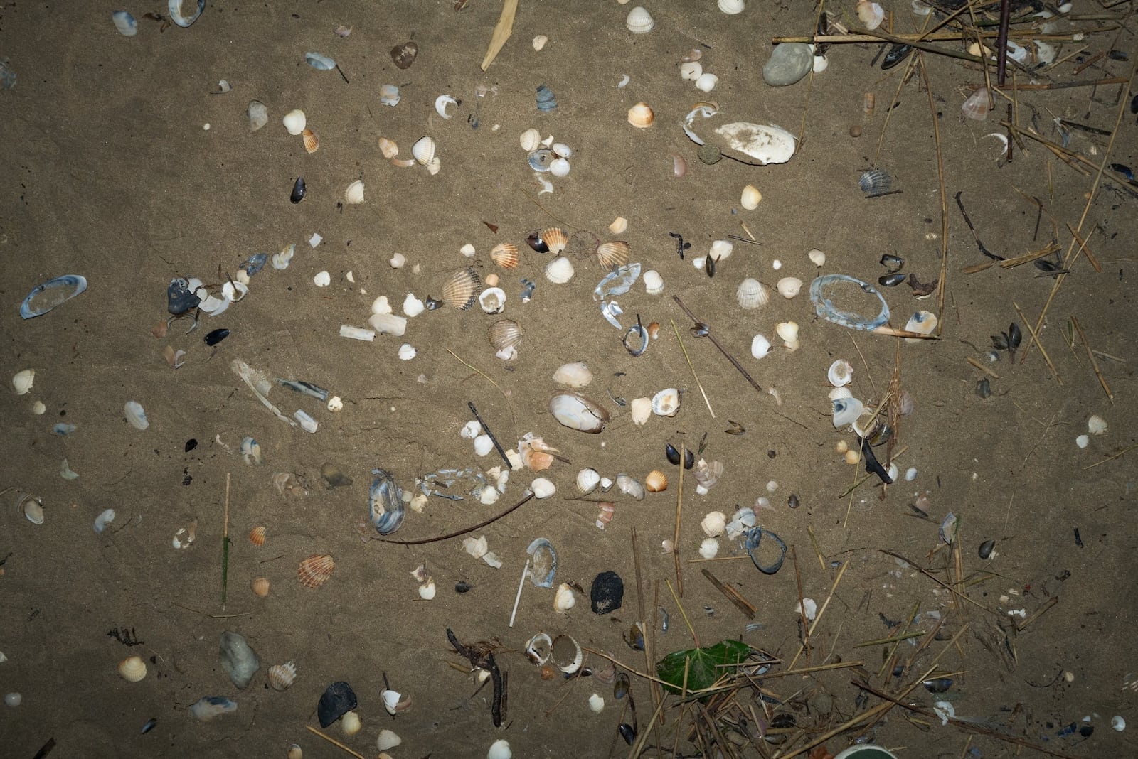 Some seashells by the seashore